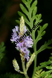 Kanaren-Lavendel, Lavandula canariensis, Lamiaceae, Lavandula canariensis, Kanaren-Lavendel, Blhend Kauf von 06395lavandula_canariensisimg_5199.jpg