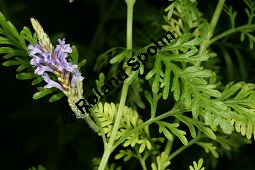 Kanaren-Lavendel, Lavandula canariensis, Lamiaceae, Lavandula canariensis, Kanaren-Lavendel, Blhend Kauf von 06395lavandula_canariensisimg_5200.jpg
