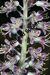 Lachenalia stayneri, Liliaceae/Hyacinthaceae, Lachenalia stayneri, Blhend Kauf von 06397lachenalia_stayneriimg_5307.jpg