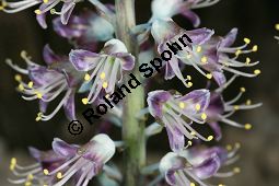 Lachenalia stayneri, Liliaceae/Hyacinthaceae, Lachenalia stayneri, Blhend Kauf von 06397lachenalia_stayneriimg_5308.jpg