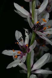 Onixotis stricta, Liliaceae/Colchicaceae, Onixotis stricta, Blhend Kauf von 06399onixotis_strictaimg_5312.jpg