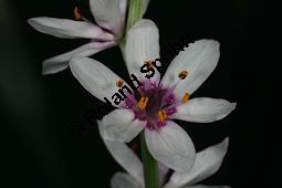 Onixotis stricta, Liliaceae/Colchicaceae, Onixotis stricta, Blhend Kauf von 06399onixotis_strictaimg_5313.jpg
