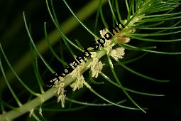 Tuschendes Tausendblatt, Myriophyllum simulans, Haloragaceae, Myriophyllum simulans, Tuschendes Tausendblatt, Blhend Kauf von 06402myriophyllum_simulansimg_5336.jpg