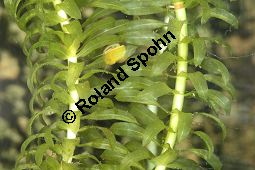 Egeria densa, Elodea densa, Dichtblttrige Wasserpest, Hydrocharitaceae, Egeria densa, Elodea densa, Dichtblttrige Wasserpest, Beblttert Kauf von 06408egeria_densaimg_5556.jpg