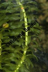 Egeria densa, Elodea densa, Dichtblttrige Wasserpest, Hydrocharitaceae, Egeria densa, Elodea densa, Dichtblttrige Wasserpest, Beblttert Kauf von 06408egeria_densaimg_5559.jpg