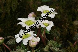 Jgerblume, Callianthemum anemonioides Kauf von 06415callianthemum_anemonioidesimg_5782.jpg