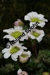 Jägerblume, Callianthemum anemonioides Kauf von 06415callianthemum_anemonioidesimg_5783.jpg