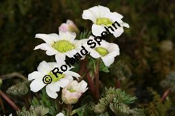 Jägerblume, Callianthemum anemonioides Kauf von 06415callianthemum_anemonioidesimg_5784.jpg