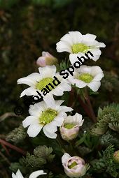 Jgerblume, Callianthemum anemonioides Kauf von 06415callianthemum_anemonioidesimg_5785.jpg