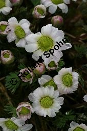Jgerblume, Callianthemum anemonioides Kauf von 06415callianthemum_anemonioidesimg_5786.jpg
