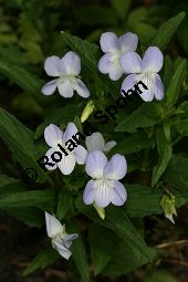 Hohes Veilchen, Viola elatior, Violaceae, Viola elatior, Hohes Veilchen, Blte Kauf von 06443_viola_elatior_img_1639.jpg