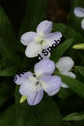 Hohes Veilchen, Viola elatior, Violaceae, Viola elatior, Hohes Veilchen, Blte Kauf von 06443_viola_elatior_img_1640.jpg
