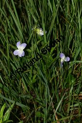 Hohes Veilchen, Viola elatior, Violaceae, Viola elatior, Hohes Veilchen, Blüte Kauf von 06443viola_elatiorimg_7312.jpg