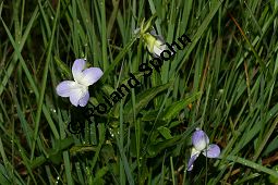 Hohes Veilchen, Viola elatior, Violaceae, Viola elatior, Hohes Veilchen, Blte Kauf von 06443viola_elatiorimg_7313.jpg