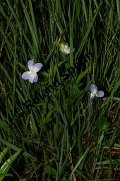 Hohes Veilchen, Viola elatior, Violaceae, Viola elatior, Hohes Veilchen, Blte Kauf von 06443viola_elatiorimg_7314.jpg