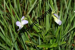 Hohes Veilchen, Viola elatior, Violaceae, Viola elatior, Hohes Veilchen, Blte Kauf von 06443viola_elatiorimg_7317.jpg