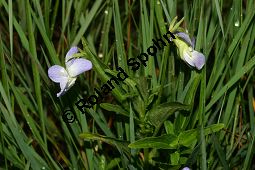 Hohes Veilchen, Viola elatior, Violaceae, Viola elatior, Hohes Veilchen, Blte Kauf von 06443viola_elatiorimg_7318.jpg