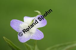 Hohes Veilchen, Viola elatior, Violaceae, Viola elatior, Hohes Veilchen, Blte Kauf von 06443viola_elatiorimg_7327.jpg