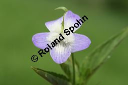 Hohes Veilchen, Viola elatior, Violaceae, Viola elatior, Hohes Veilchen, Blte Kauf von 06443viola_elatiorimg_7329.jpg