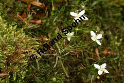 Moos-Nabelmiere, Moehringia muscosa, Caryophyllaceae, Moehringia muscosa, Moos-Nabelmiere, Habitus blhend Kauf von 06450moehringia_muscosaimg_7512.jpg