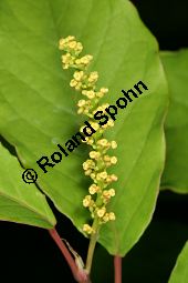 Japanischer Saftbaum, Sapium japonicum, Euphorbiaceae, Sapium japonicum, Japanischer Saftbaum, Blhend Kauf von 06454sapium_japonicumimg_7597.jpg