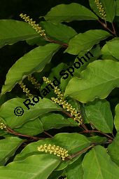 Japanischer Saftbaum, Sapium japonicum, Euphorbiaceae, Sapium japonicum, Japanischer Saftbaum, Blhend Kauf von 06454sapium_japonicumimg_7598.jpg