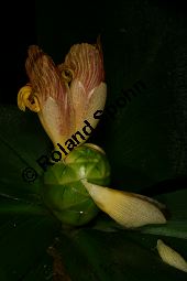 Costus malortieanus, Zingiberaceae, Costus malortieanus, Blhend Kauf von 06459costus_malortieanusimg_7691.jpg