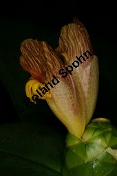 Costus malortieanus, Zingiberaceae, Costus malortieanus, Blhend Kauf von 06459costus_malortieanusimg_7692.jpg