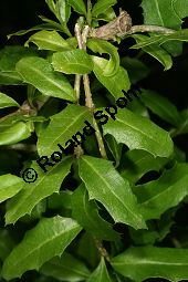 Geigenholz, Citharexylum ilicifolium, Verbenaceae, Beblttert Kauf von 06463citharexylum_ilicifoliumimg_7727.jpg