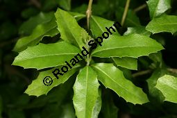 Geigenholz, Citharexylum ilicifolium, Verbenaceae, Beblttert Kauf von 06463citharexylum_ilicifoliumimg_7728.jpg