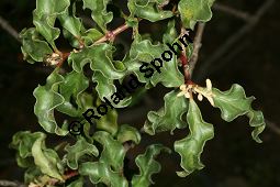 Sdafrikanisches Ebenholz, Euclea undulata, Ebenaceae, Euclea undulata, Sdafrikanisches Ebenholz, Beblttert Kauf von 06464euclea_undulataimg_7732.jpg