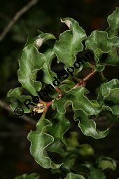 Südafrikanisches Ebenholz, Euclea undulata, Ebenaceae, Euclea undulata, Südafrikanisches Ebenholz, Beblättert Kauf von 06464euclea_undulataimg_7733.jpg