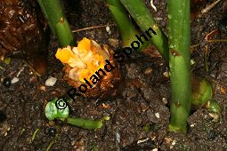Amomum longipes, Zingiberaceae, Amomum longipes, Blühend Kauf von 06466amomum_longipesimg_7751.jpg