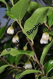 Mocanbaum, Visnea mocanera, Theaceae, Visnea mocanera, Mocanbaum, fruchtend Kauf von 06468_visnea_mocanera_dsc_1612.jpg