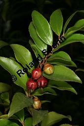 Mocanbaum, Visnea mocanera, Theaceae, Visnea mocanera, Mocanbaum, fruchtend Kauf von 06468visnea_mocaneraimg_7760.jpg