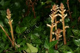 Efeu-Sommerwurz, Orobanche hederae, Orobanchaceae, Orobanche hederae, Efeu-Sommerwurz, Blhend Kauf von 06474orobanche_hederaeimg_7911.jpg