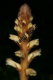 Efeu-Sommerwurz, Orobanche hederae, Orobanchaceae, Orobanche hederae, Efeu-Sommerwurz, Blhend Kauf von 06474orobanche_hederaeimg_7913.jpg
