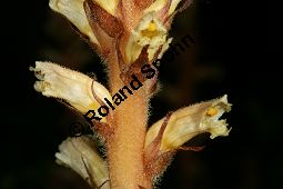 Efeu-Sommerwurz, Orobanche hederae, Orobanchaceae, Orobanche hederae, Efeu-Sommerwurz, Blhend Kauf von 06474orobanche_hederaeimg_7914.jpg