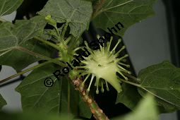 Uncarina leptocarpa, Pedaliaceae Kauf von 06496uncarina_leptocarpaimg_8872.jpg