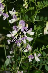 Wald-Wicke, Vicia sylvatica, Fabaceae, Vicia sylvatica, Wald-Wicke, Blhend Kauf von 06500vicia_sylvaticaimg_9090.jpg