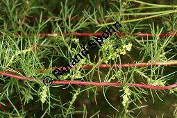 Feld-Beifuß, Artemisia campestris Kauf von 06502_artemisia_campestris_img_4051.jpg