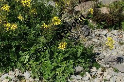 Stumpfkantige Hundsrauke, Brunnenkresseblttrige Rampe, Erucastrum nasturtiifolium Kauf von 06512erucastrum_nasturtiifoliumimg_9695.jpg