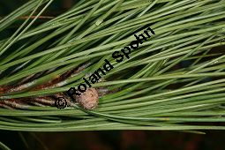 Amerikanische Rot-Kiefer, Pinus resinosa Kauf von 06526pinus_resinosaimg_0171.jpg