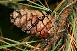 Amerikanische Rot-Kiefer, Pinus resinosa Kauf von 06526pinus_resinosaimg_0172.jpg