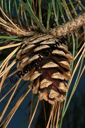 Amerikanische Rot-Kiefer, Pinus resinosa Kauf von 06526pinus_resinosaimg_0174.jpg