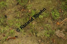 Gewhnlicher Haarblttriger Wasserhahnenfu, Ranunculus trichophyllus ssp. trichophyllus Kauf von 06551_ranunculus_trichophyllus_trichophyllus_img_3989.jpg