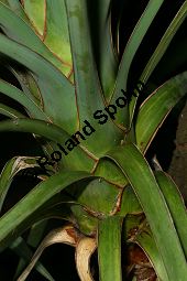 Riesen-Palmlilie, Yucca elephantipes Kauf von 06552_yucca_elephantipes_img_2021.jpg