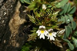 Salzburger Augentrost, Euphrasia salisburgensis Kauf von 06555_euphrasia_salisburgensis_img_3925.jpg