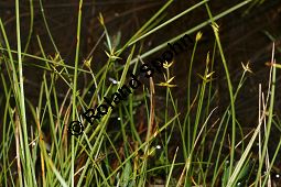 Wenigbltige Segge, Carex pauciflora Kauf von 06565_carex_pauciflora_img_3150.jpg