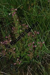 Sumpf-Lusekraut, Pedicularis palustris und Eriophorum angustifolium, Schmalblttriges Wollgras Kauf von 06568_pedicularis_palustris_img_3173.jpg